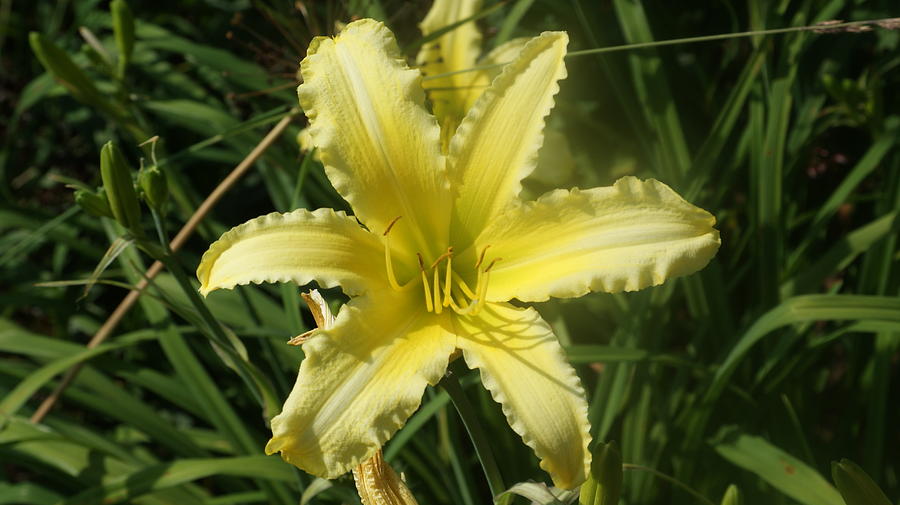 Summer Photograph - Light yellow star day lily by Rob Luzier