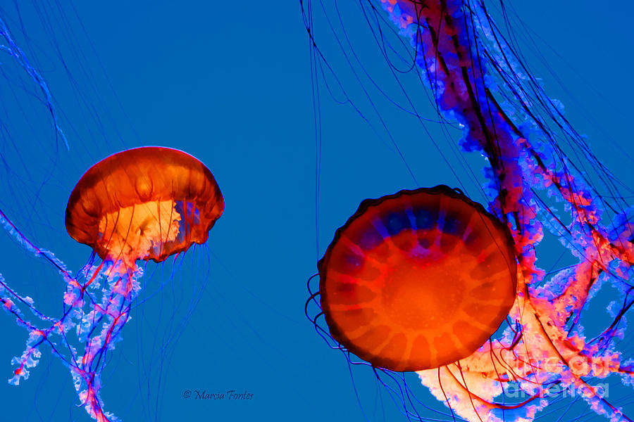 Lighted Jellyfish Photograph by Tap On Photo