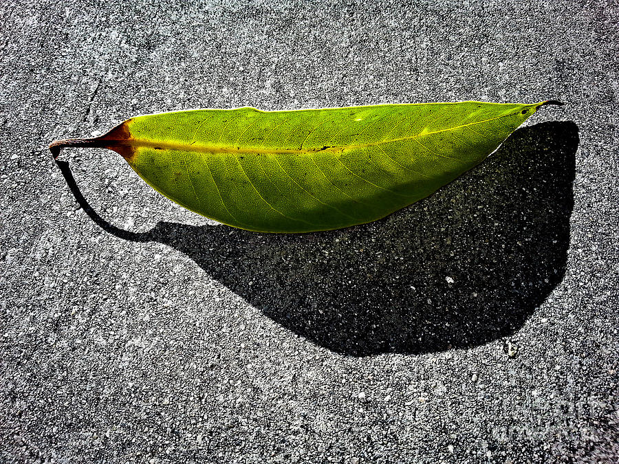 Lighted Leaf Photograph by Fei A