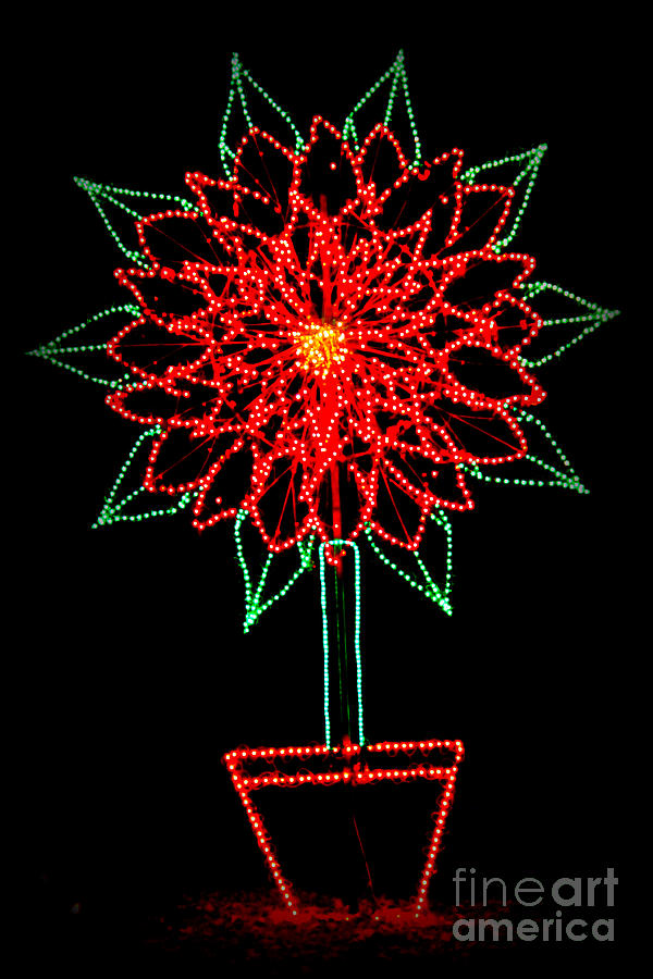 Lighted Poinsettia Photograph by Kathy  White