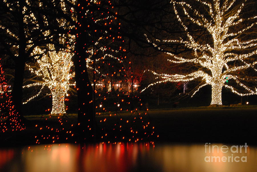 Lighted Tree Fantasy - Longwood Gardens Photograph by Jacqueline M Lewis