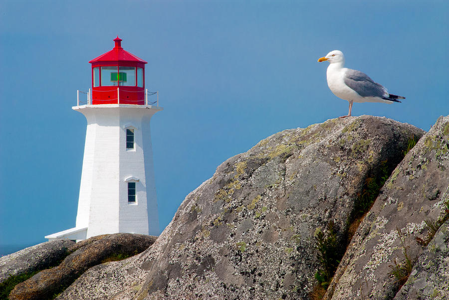 Lighthouse and Seagull Photograph by Nelson Rodriguez - Fine Art America