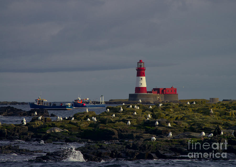 Boat Photograph - Lighthouse on The Farne Isands Northumberland by Martyn Arnold