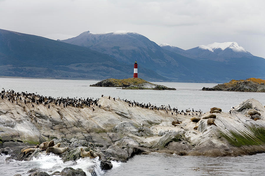 Nature Photograph - Lighthouse On Tierra Del Fuego Coastline by Steve Allen/science Photo Library