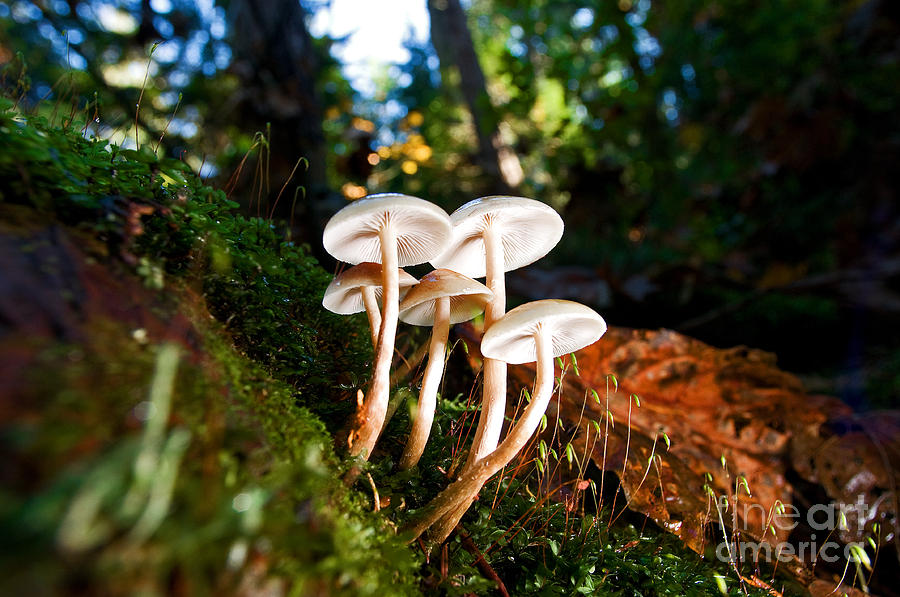 Lighthouse Park Mushrooms 1 Photograph by Terry Elniski