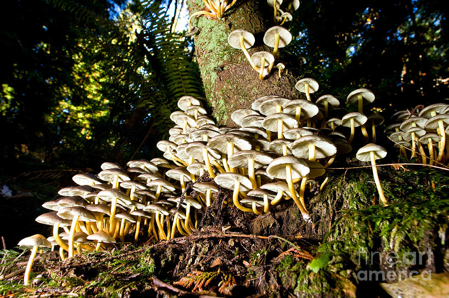 Lighthouse Park Mushrooms 2 Photograph by Terry Elniski