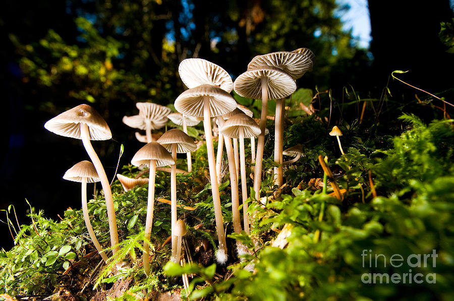 Lighthouse Park Mushrooms 4 Photograph by Terry Elniski