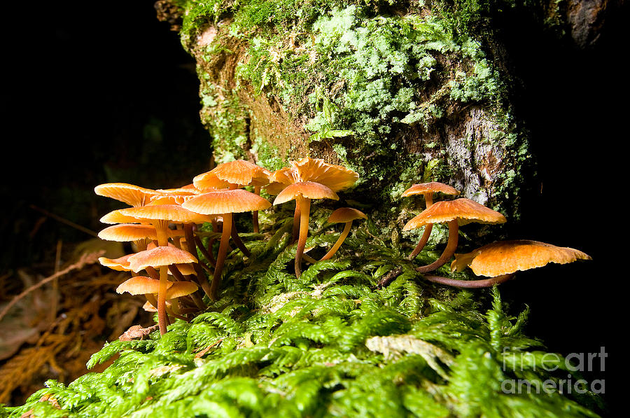 Lighthouse Park Mushrooms 5 Photograph by Terry Elniski