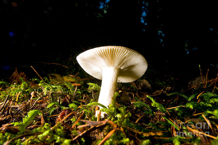 Lighthouse Park Mushrooms 6 Photograph by Terry Elniski