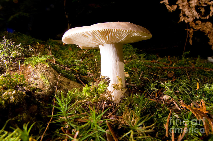 Lighthouse Park Mushrooms 7 Photograph by Terry Elniski