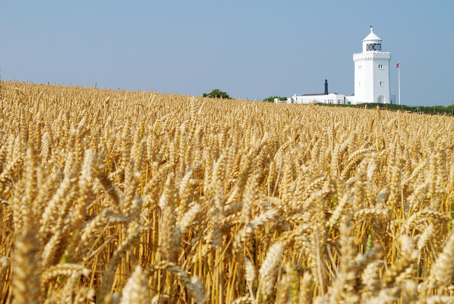 Lighthouse with Cornfield Photograph by Chevy Fleet