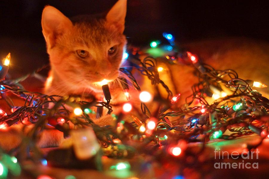 Cat Photograph - Lighting Up The Christmas Cat by Lynda Dawson-Youngclaus