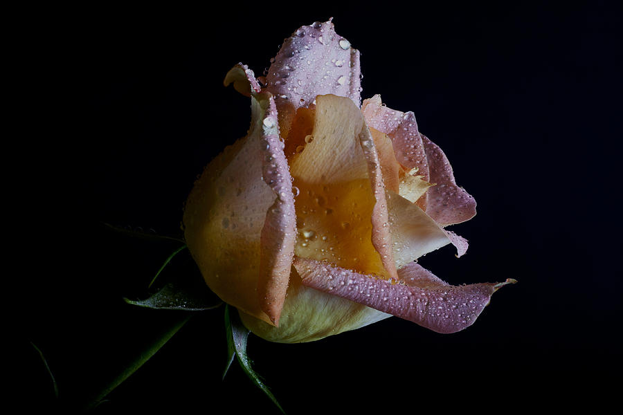 Rose Photograph - Lightly by Doug Norkum