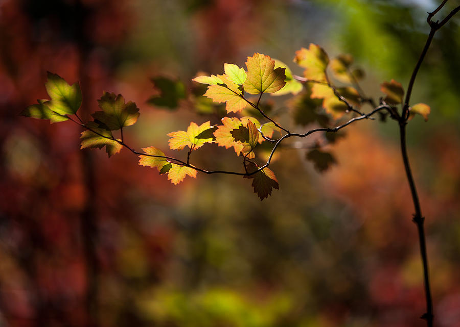 Lightly Falling by Aaron Aldrich Lightly Falling by Aaron Aldrich