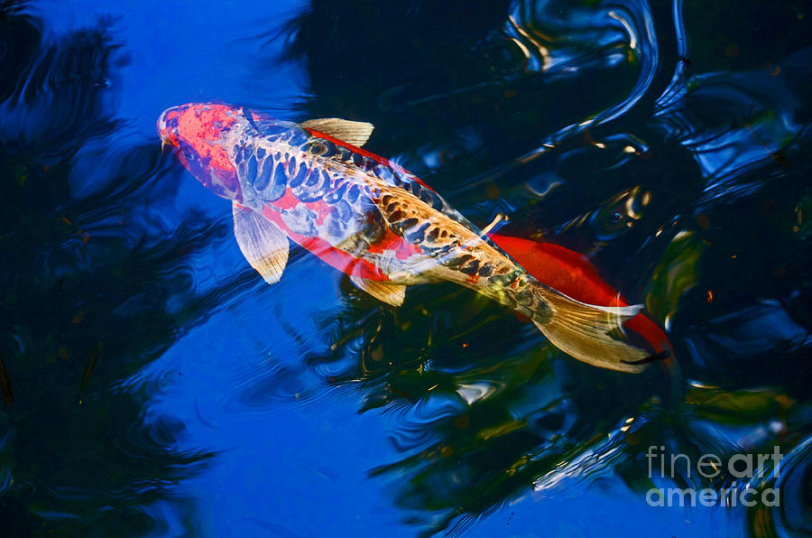 Fish Photograph - Lightner Fish by Maureen Kyle
