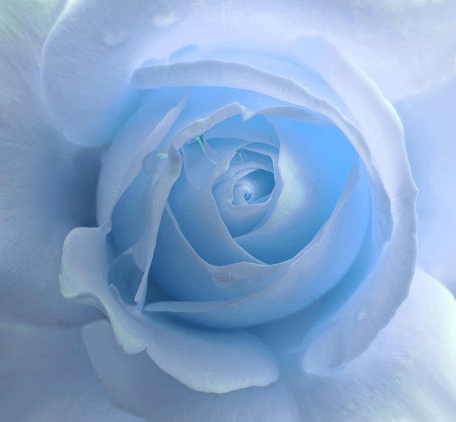 Lightness of a Blue Rose Flower Photograph by Jennie Marie Schell