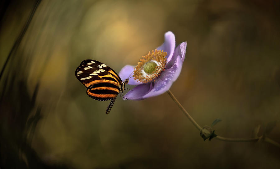 Butterfly Photograph - Lightness Of Being by Heather Bonadio