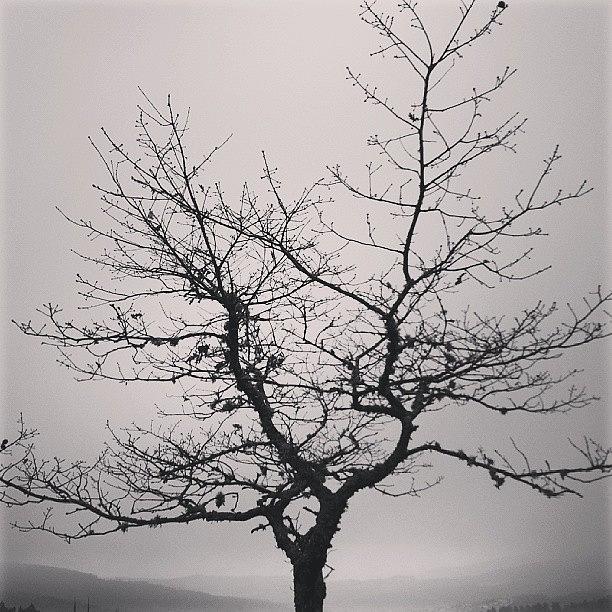 Skyline Photograph - Lightness tree by Jose Barbosa