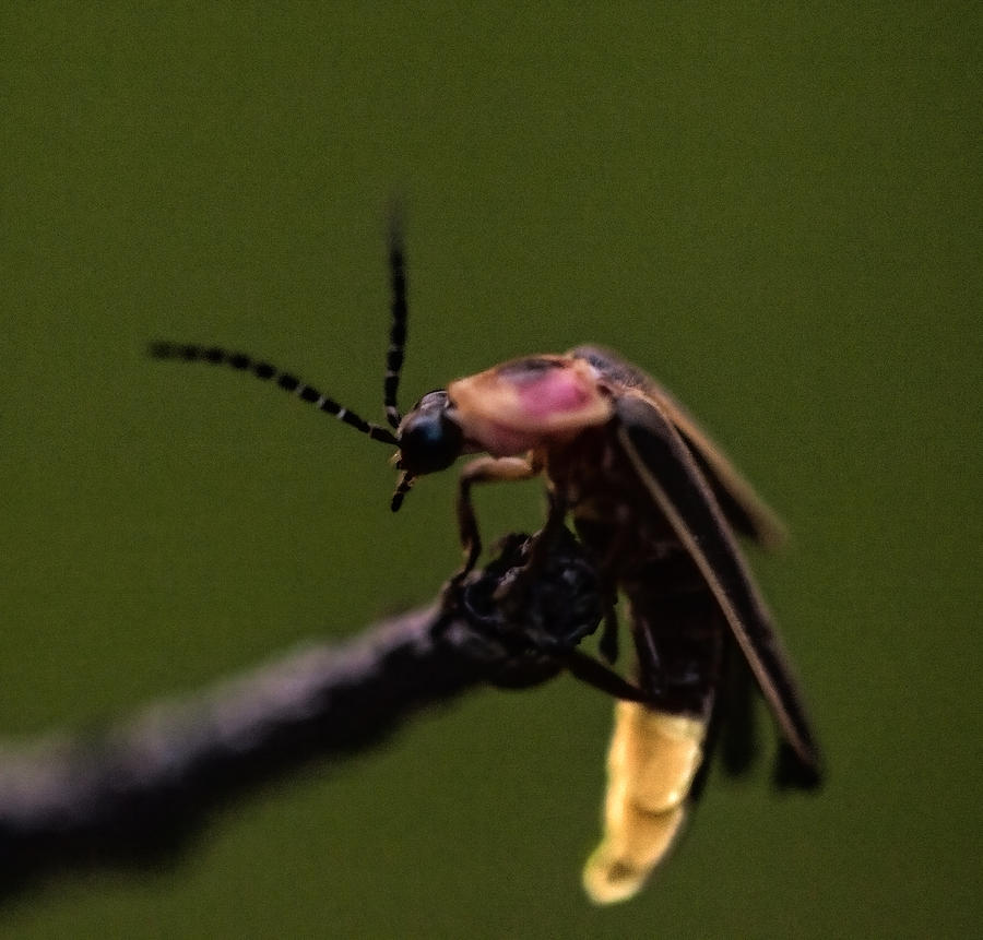 Lightning Bug Photograph by John Crothers