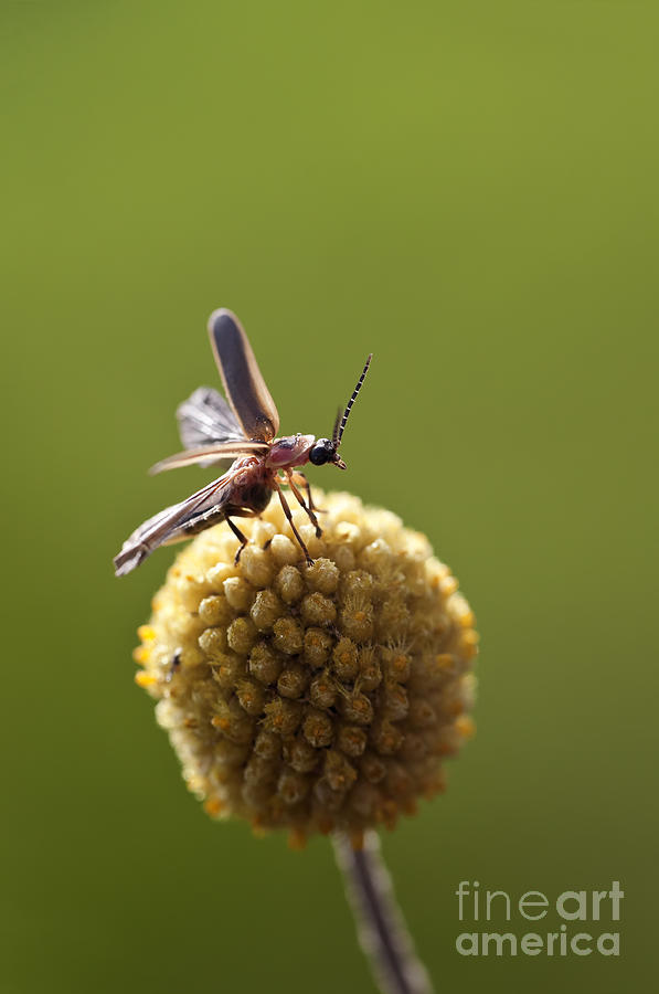 Lightning Bug Takes Off In Flight From A Billy Button Flower Photograph