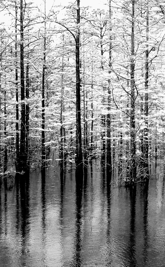 Tree Photograph - Lightning On The Wetlands by Faith Williams