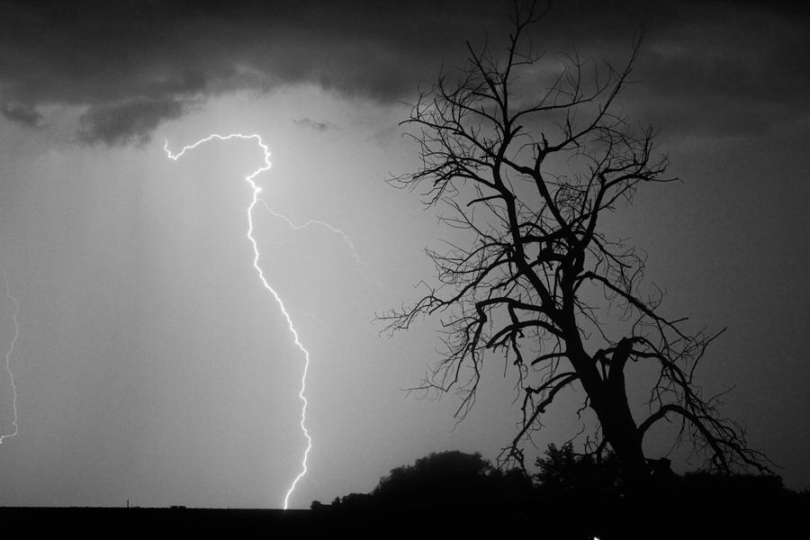 Lightning Tree Silhouette Black and White Photograph by James BO Insogna