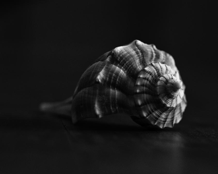 Nature Photograph - Lightning Whelk in Black and White by Terry Leasa