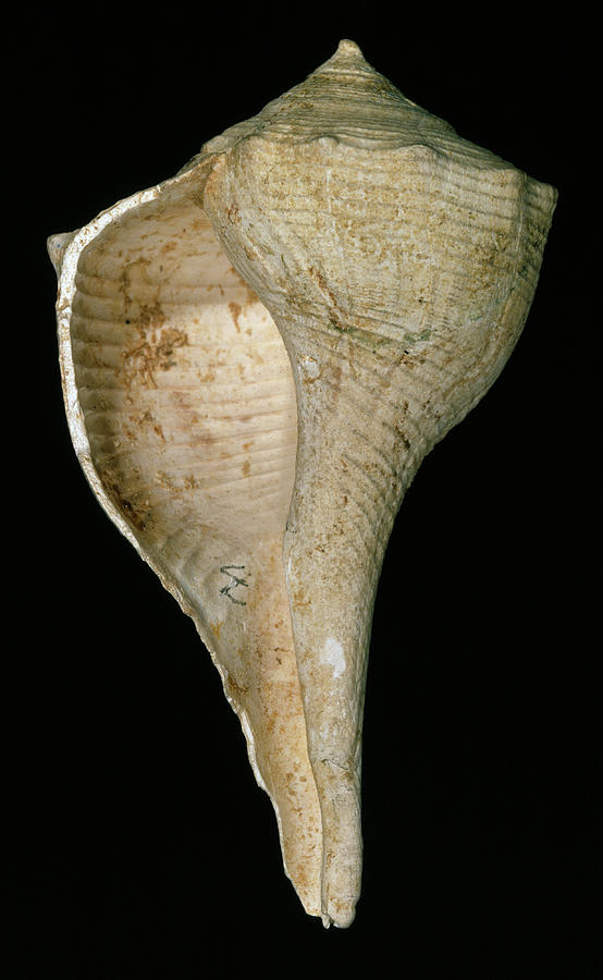 Wildlife Photograph - Lightning Whelk by Natural History Museum, London