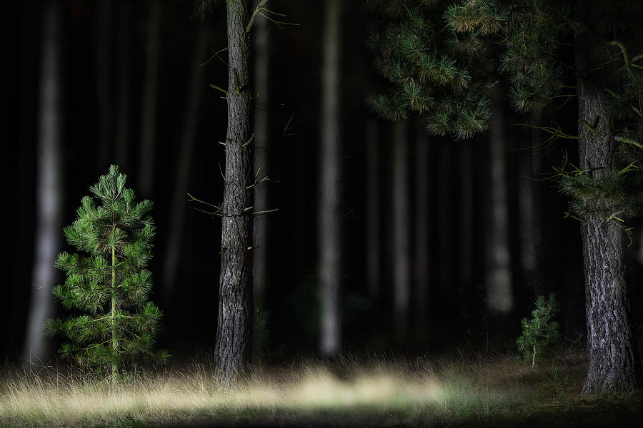 Nature Photograph - Lightpainting The Pine Forest by Dirk Ercken
