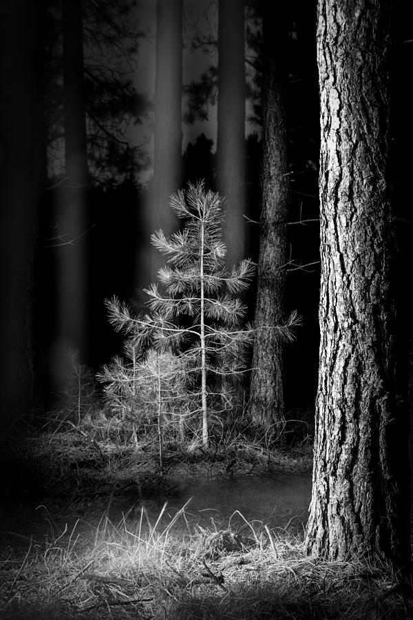 Nature Photograph - Lightpainting The Pine Forest New Growth by Dirk Ercken