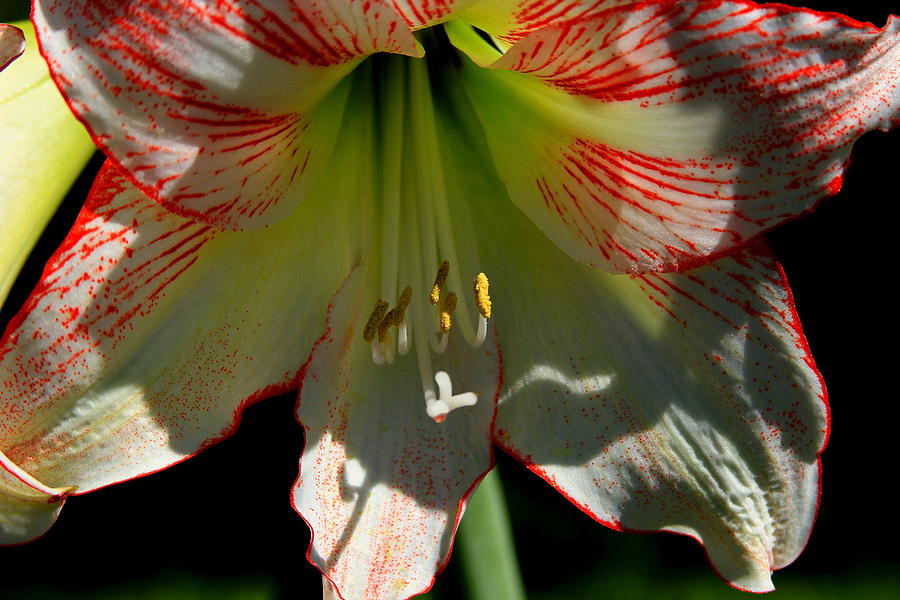 Light Works Amaryllis Flower Art Photograph by Reid Callaway