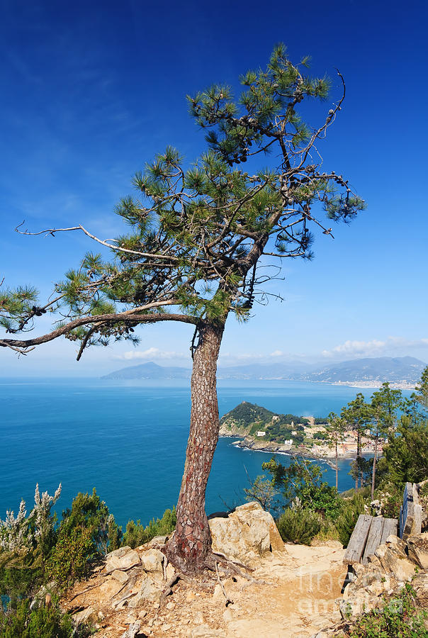Liguria - Tigullio gulf Photograph by Antonio Scarpi