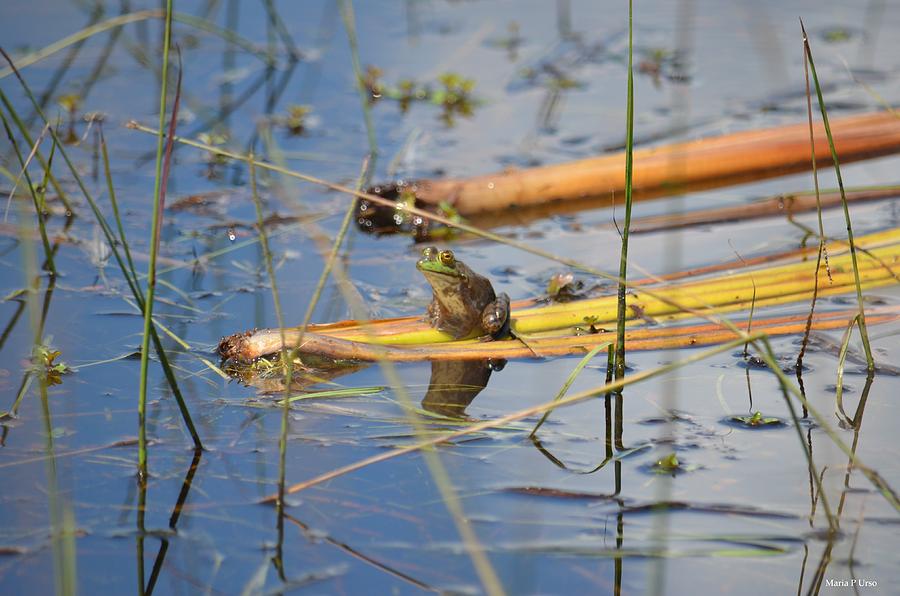 Frog Photograph - Like a Bump on a Log by Maria Urso