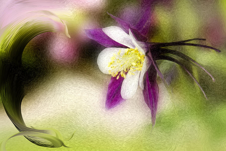 Spring Photograph - Like a Dove by Wild Sage Studio Karen Powers