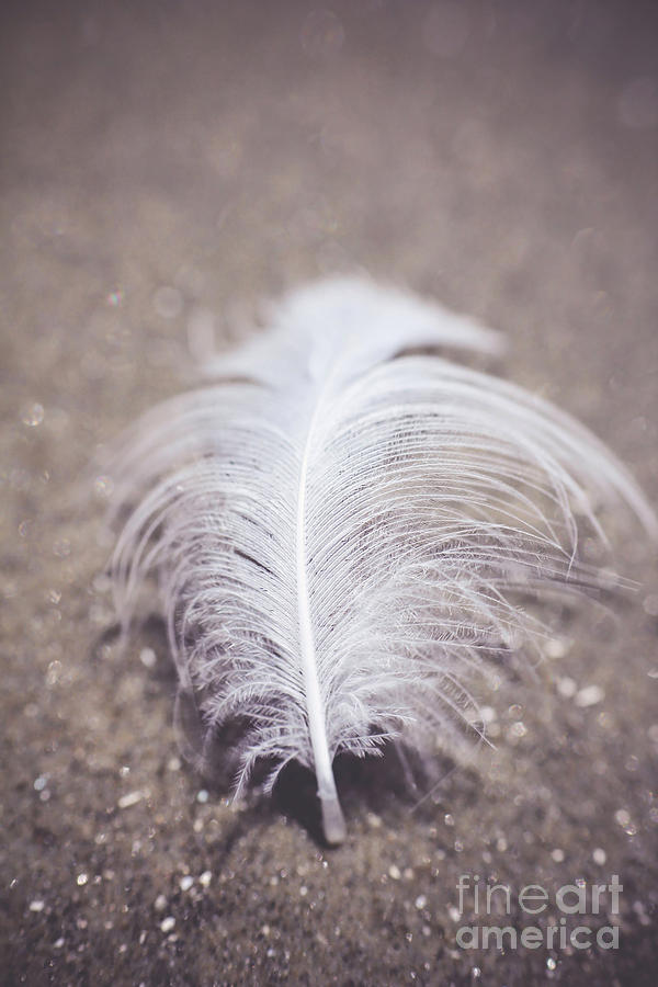 Like a Feather on the Wind Photograph by Trish Mistric