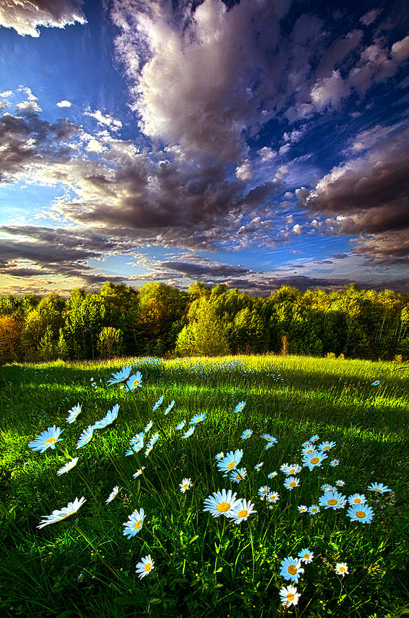 Daisy Photograph - Like All Things Created by Phil Koch