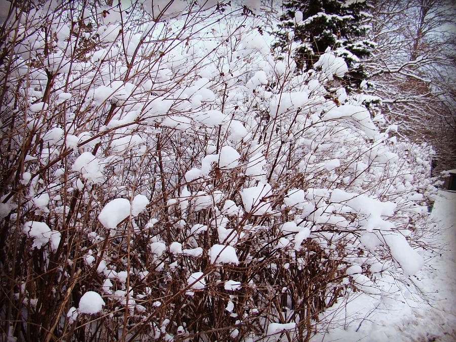 Winter Photograph - Like Cotton by Zinvolle Art