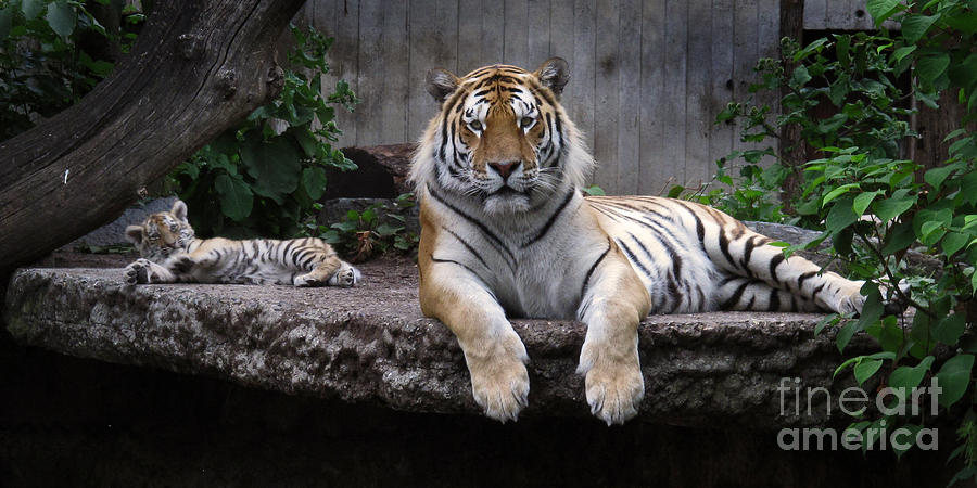 Tiger Photograph - Like father - like son by Inge Riis McDonald