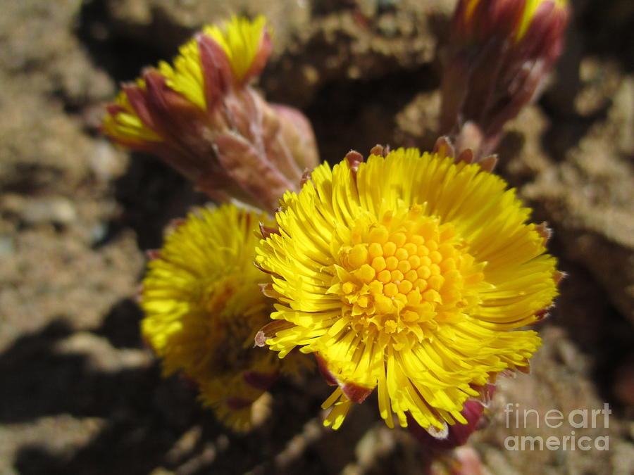 Spring Photograph - Like Flowers In A Desert by Martin Howard