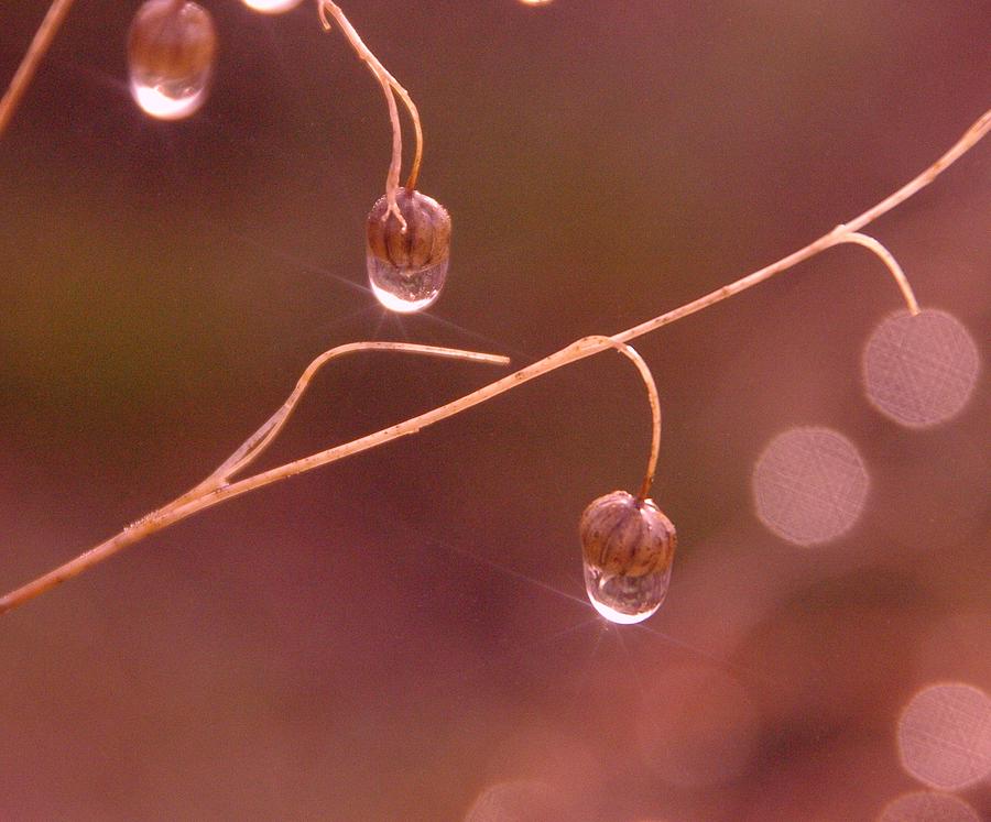 Winter Photograph - Like Little Water Grapes by Jeff Swan