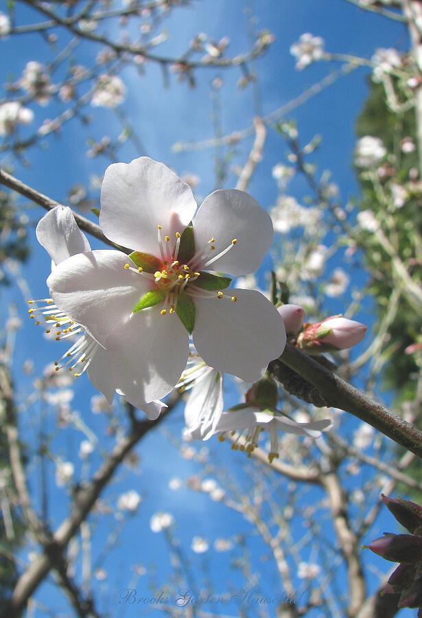 Like Stars in the Sky - Almond Blossoms - Spring in Oregon Flower Art Photograph by Brooks Garten Hauschild