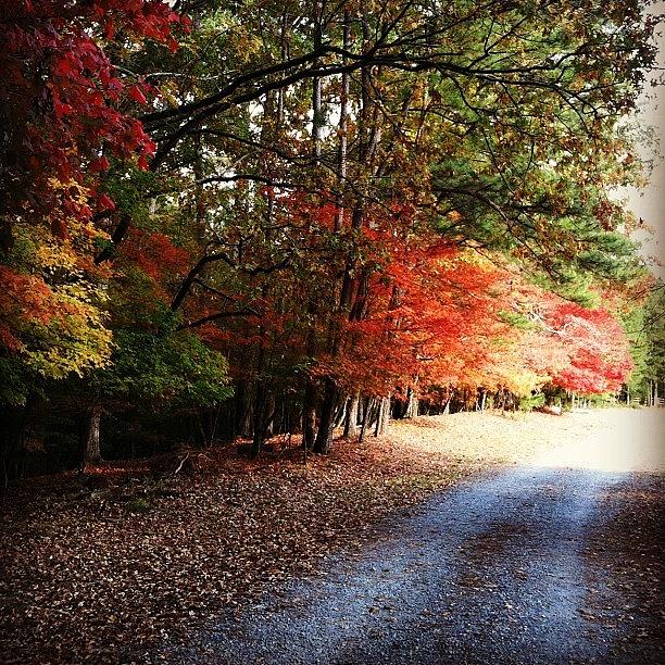 Like The Colors In Autumn So Bright Photograph by Jenna Brown