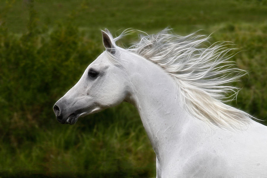 Like The Wind Photograph By Steve Mckinzie - Fine Art America