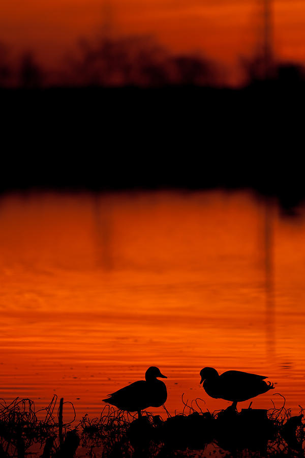 Bird Photograph - Like Two Ducks on a Pond by Andy Langeland