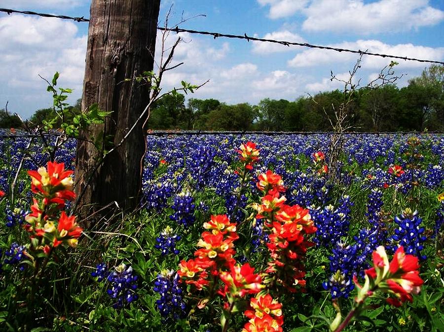 Flowers Still Life Photograph - Lil Bit o Texas by Shere Crossman