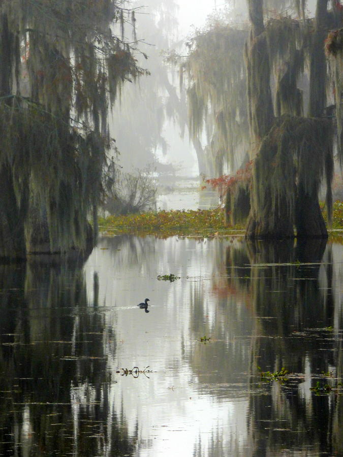 Lil Ducky In Da Swamp Photograph by Kimo Fernandez