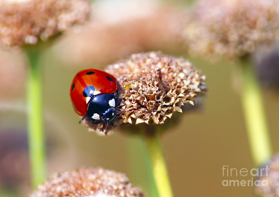 Ladybug Photograph - Lil Ladybug 2 by Sharon Talson