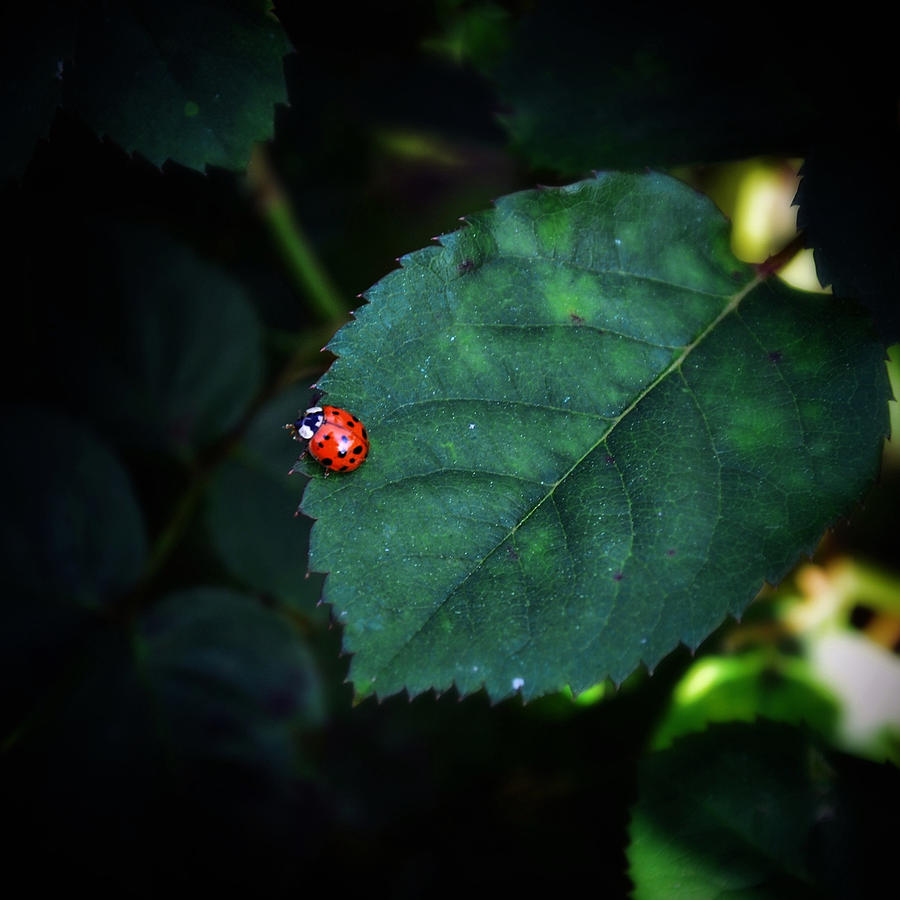 Lil Ladybug Photograph by Natasha Marco