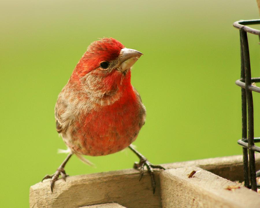 Lil Red Head  Photograph by Susan McMenamin