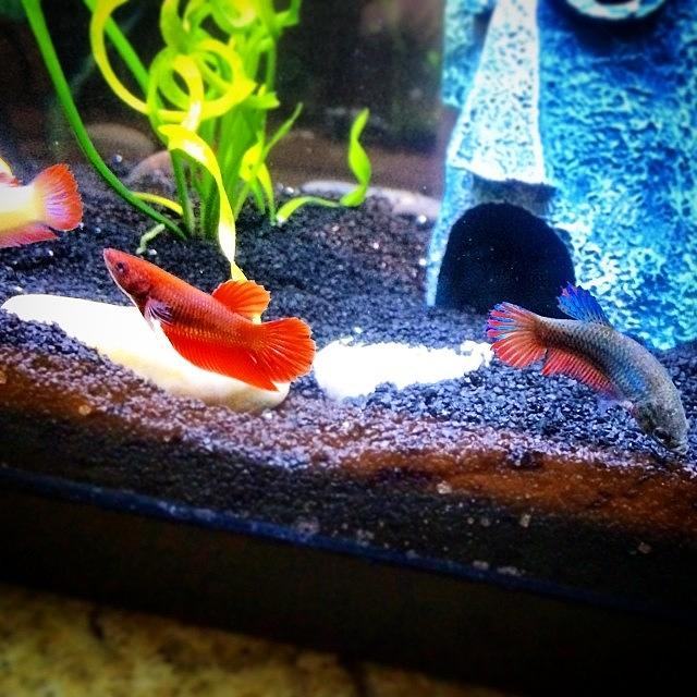 Fish Photograph - Lil Red Meets Her Three New Sisters by Jennifer Gaida